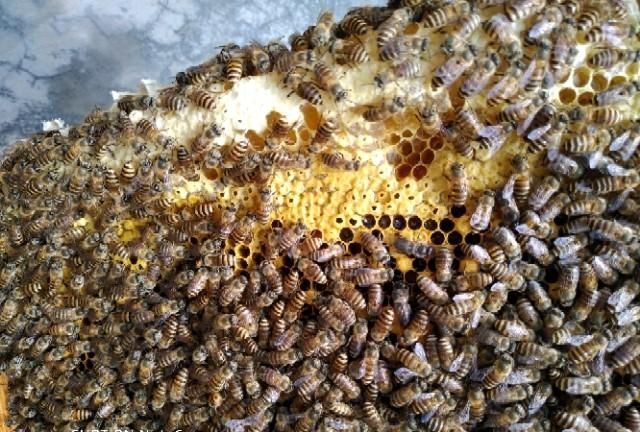 中蜂蜂蜜的功效图6