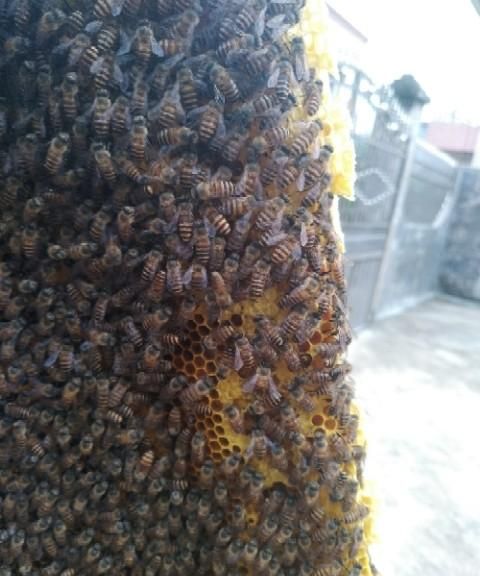 中蜂蜂蜜的功效图7