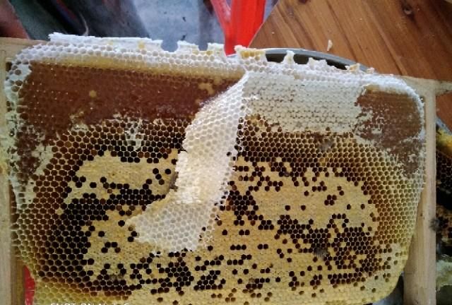 中蜂蜂蜜的功效图8