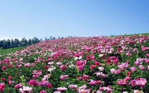 怎样让鲜花保存时间长