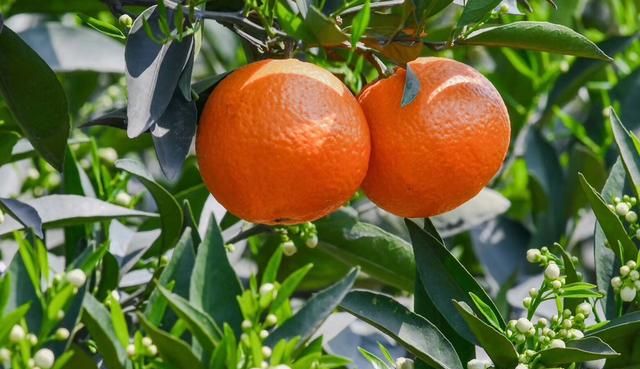 啥品种橘子好吃图8