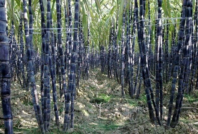 黑皮甘蔗，你家乡有种植黑皮甘蔗吗英文图3