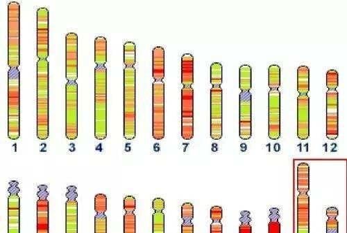 色盲遗传，色盲是怎样遗传的图2