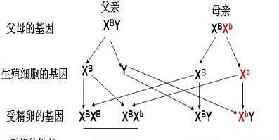 色盲遗传，色盲是怎样遗传的图3