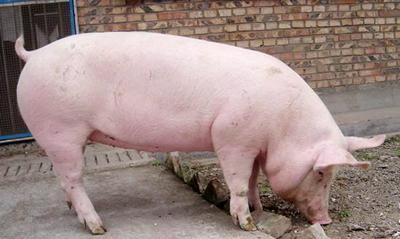 为什么母猪肉不能吃，母猪肉不能吃为什么还在市场销售图3