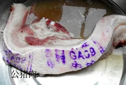 为什么母猪肉不能吃，母猪肉不能吃为什么还在市场销售图7