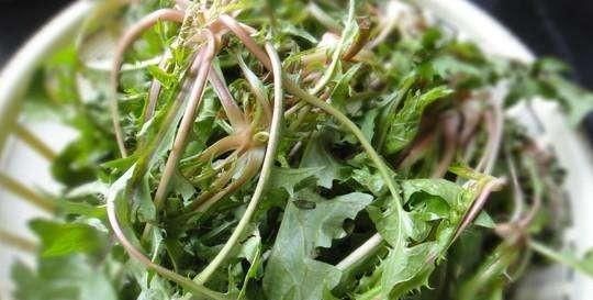 蒲公英怎么做菜好吃，蒲公英怎么凉拌,要不要煮一下图1