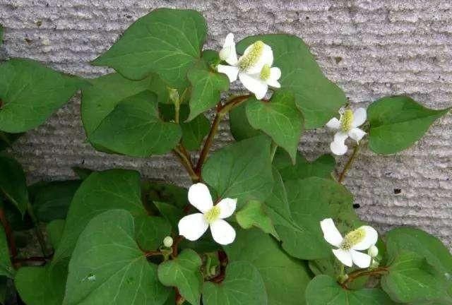 鱼腥草炖鸡，鱼腥草有多少个名字图6