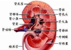 肾囊肿的饮食，肾囊肿怎么调理好图1