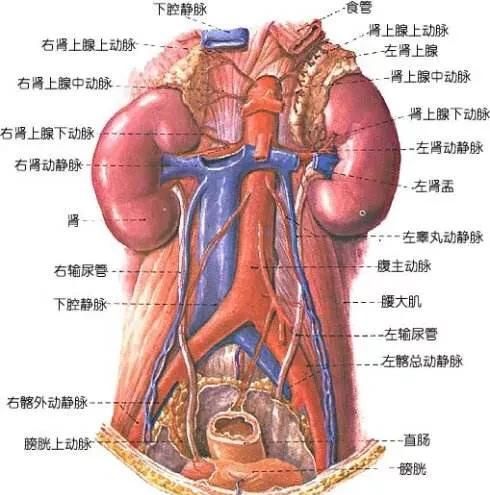 肾囊肿的饮食，肾囊肿怎么调理好图2