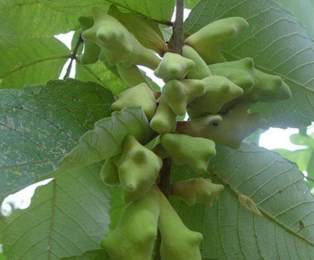 五倍子的种植前景图6