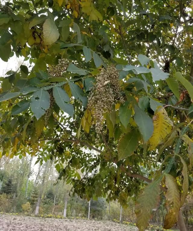 五倍子的种植前景图9