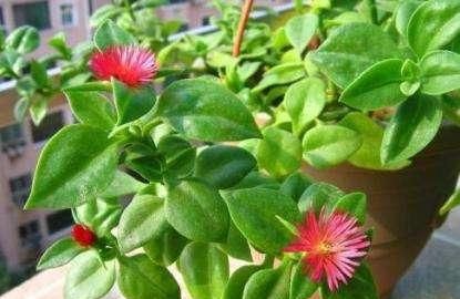 穿心莲图片，穿心莲和半枝莲有什么区别吗图3