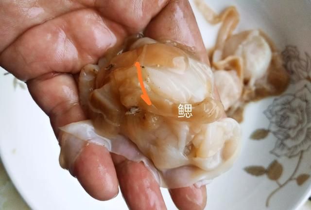 干贝的营养价值，干贝有什么营养及功效图3