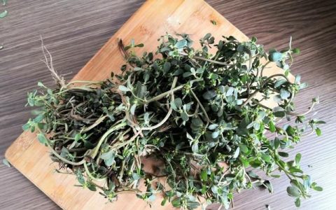 马齿苋的功效与作用及食用方法