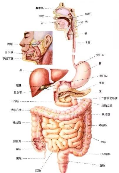 粪口传播什么意思，粪口传播属于消化道传播吗图1