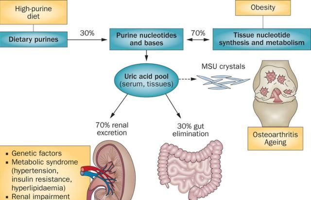 嘌呤是什么东西对人体有什么危害图4