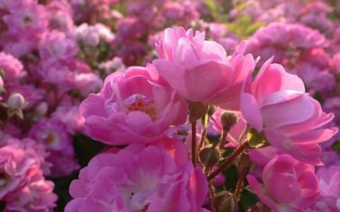 玫瑰花如何保鲜，鲜花如何保鲜更长时间