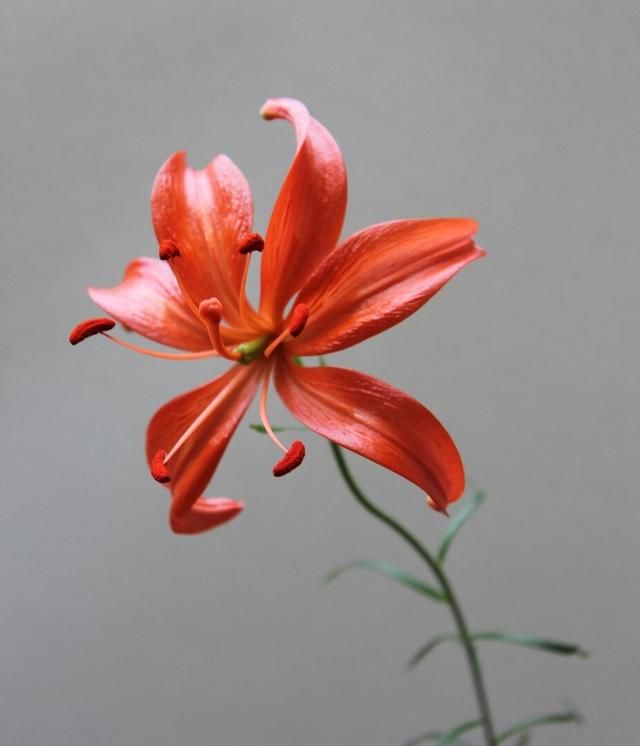 玫瑰花如何保鲜，鲜花如何保鲜更长时间图9
