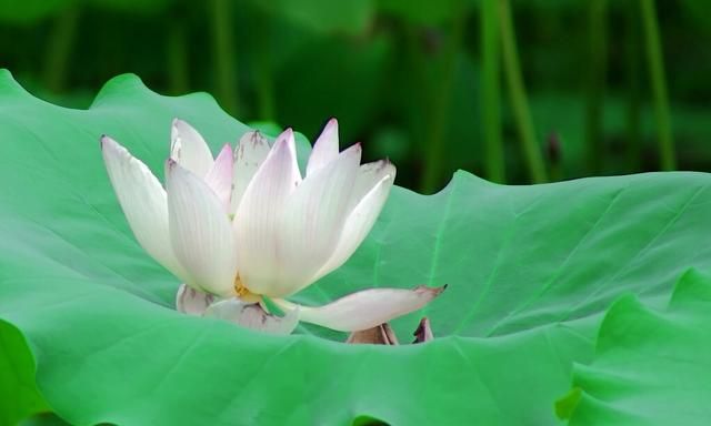 玫瑰花如何保鲜，鲜花如何保鲜更长时间图12