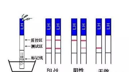 排卵试纸哪里有卖，测排卵试纸准确率高吗图1