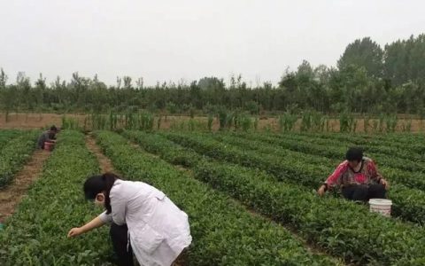 日照绿茶的功效，日照绿茶的特点是什么
