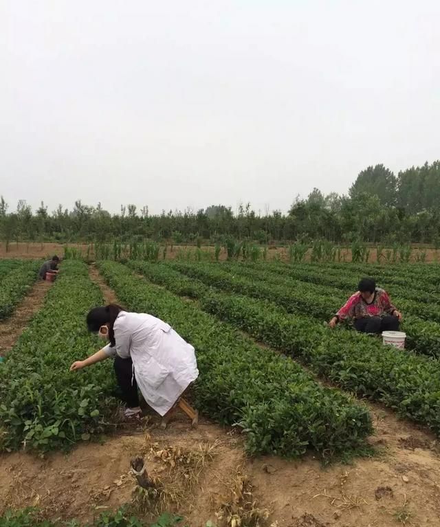 日照绿茶的功效，日照绿茶的特点是什么图1