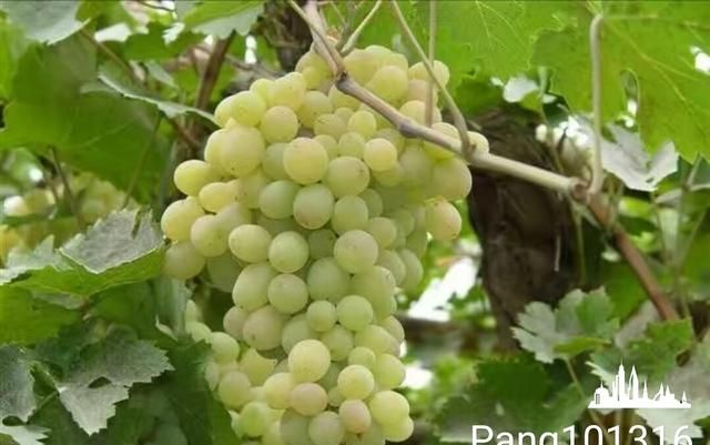 哺乳期能吃葡萄吗图2