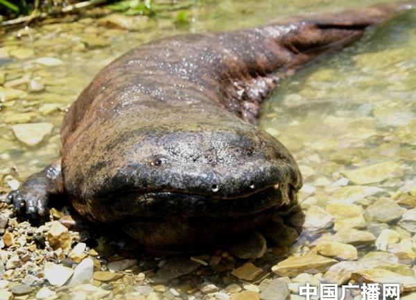 娃娃鱼有毒吗，娃娃鱼是鱼吗?图3