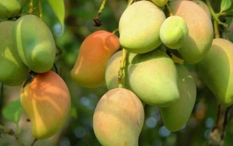 芒果能放冰箱冷藏吗，芒果不能放冰箱储藏吗?为什么不能放