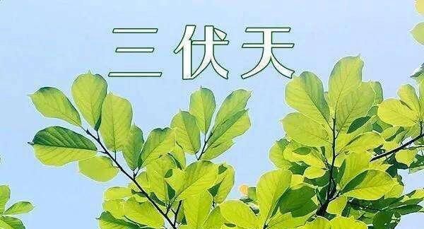 入伏吃什么对身体好，入伏吃点什么对身体好图1