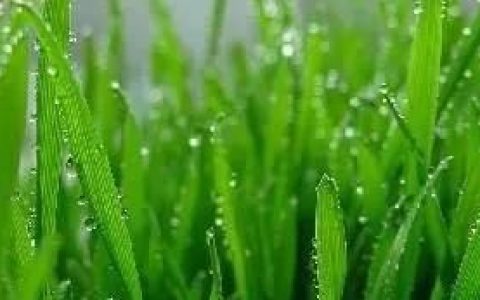 小麦草汁，澳洲小麦草的最佳吃法视频