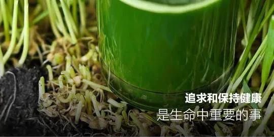 小麦草汁，澳洲小麦草的最佳吃法视频图3