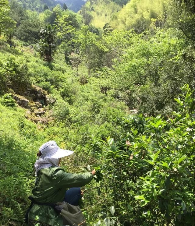 金骏眉茶叶泡法，金骏眉茶叶有什么功效图19