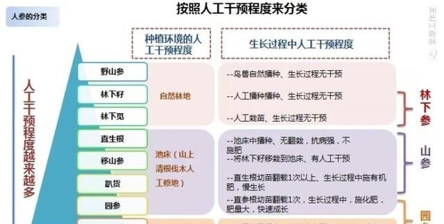 人参气锅鸡，人参有锈没事吧图1