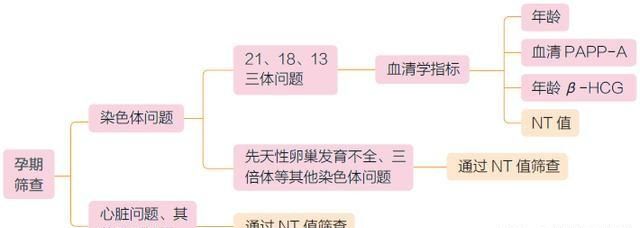 胎儿nt图2