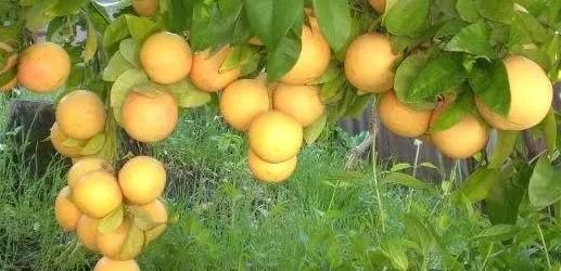葡萄柚的功效作用，葡萄柚有什么功效图4
