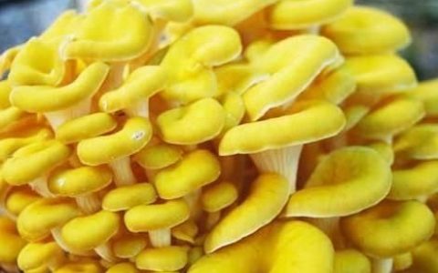 平菇的做法大全，黄色平菇的做法大全
