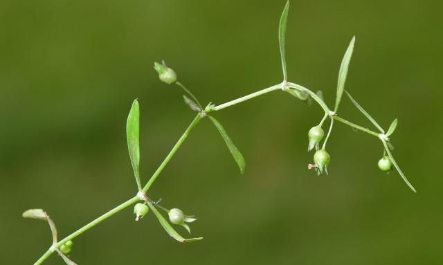 白花蛇舌草的作用与功效，白花蛇舌草的功效与作用图7