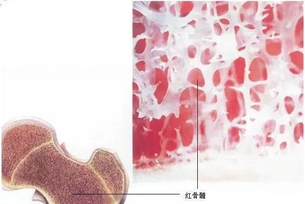 红细胞多，红细胞增多怎么回事儿图2