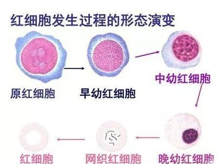 红细胞多，红细胞增多怎么回事儿图8