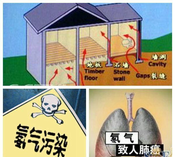 什么植物可以吸收电脑辐射图4