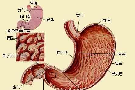 胃在人体的位置，胃在人体的什么地方图2