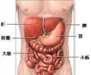 胃在人体的位置，胃在人体的什么地方图5