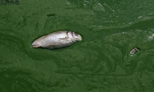蓝藻的治理，治理蓝藻的最佳方法是什么呢图5