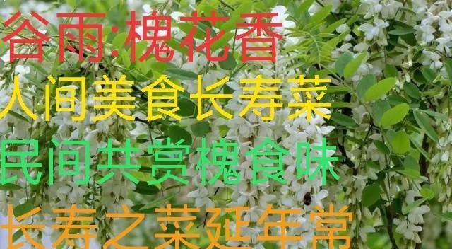 洋槐花的吃法，北方的洋槐花开了,洋槐花有哪些吃法呢图8