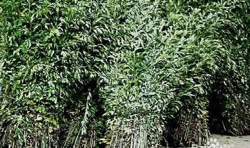 一叶子适合孕妇吗图2