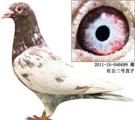 鸽子汤的营养价值，鸽子有哪些营养价值?有哪些功效?图2