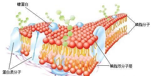 细胞膜的结构，细胞膜的基本骨架是什么物质?图1