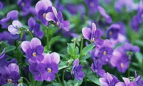 紫罗兰茶，紫罗兰冬季如何养护图10